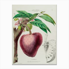 Pomegranate Fruit Canvas Print