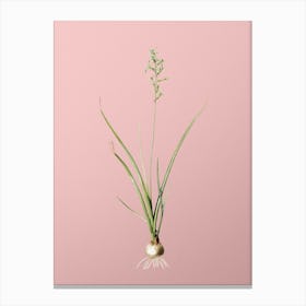 Vintage Hyacinthus Viridis Botanical on Soft Pink n.0258 Canvas Print