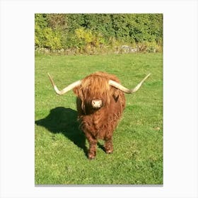 Highland Cow, Blair Atholl, Scottish Highlands Canvas Print