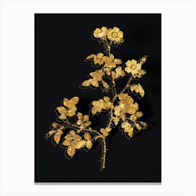 Vintage White Sweetbriar Rose Botanical in Gold on Black n.0349 Canvas Print