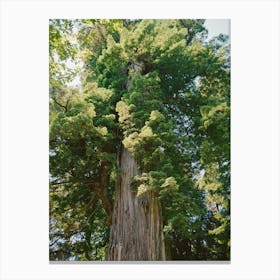 California Redwood Forest on Film Canvas Print