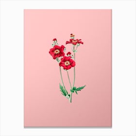 Vintage Chilian Guem Flower Botanical on Soft Pink n.0245 Canvas Print