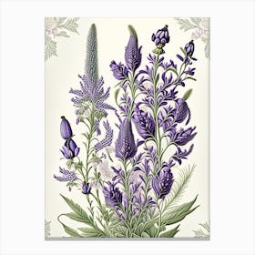 Lavender Floral 3 Botanical Vintage Poster Flower Canvas Print