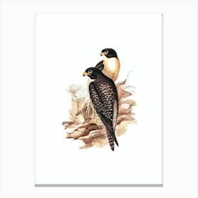 Vintage Black Cheeked Falcon Bird Illustration on Pure White n.0058 Canvas Print