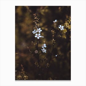 White Flowers against a dark and moody backdrop Canvas Print