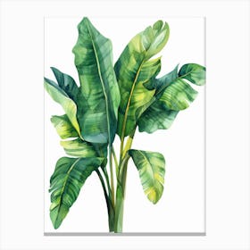 Banana Leaf 14 Canvas Print