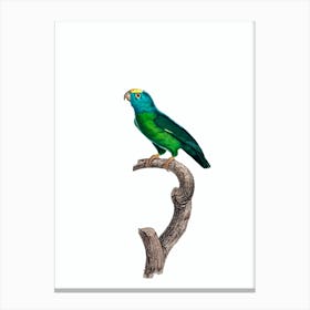 Vintage Tui Parakeet Bird Illustration on Pure White Canvas Print
