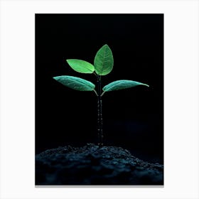 Small Green Plant On Black Background 27 Canvas Print