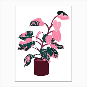 Pink Princess Plant Canvas Print