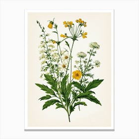 Vintage Botanical Galleria Style Wildflower Painting 18 Canvas Print