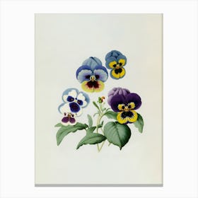 Vintage Flowers Farmhouse Wild Pansy Canvas Print