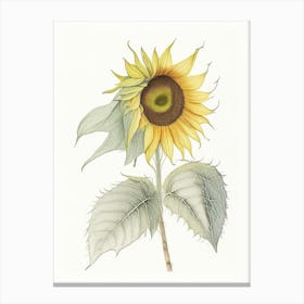 Sunflower Leaf Canvas Print