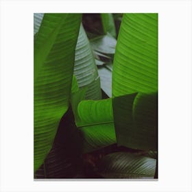 Abstract Banana Leaf Plants Canvas Print