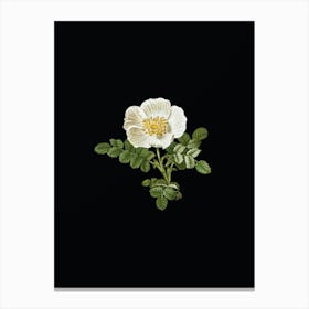 Vintage White Burnet Rose Botanical Illustration on Solid Black n.0785 Canvas Print