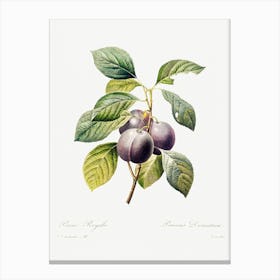 Plum, Pierre Joseph Redoute 2 Canvas Print