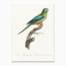Turcosine Ground Parakeet From Natural History Of Parrots, Francois Levaillant Canvas Print