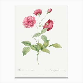 China Rose, Pierre Joseph Redoute Canvas Print