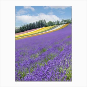 Lavender Field 7 Canvas Print