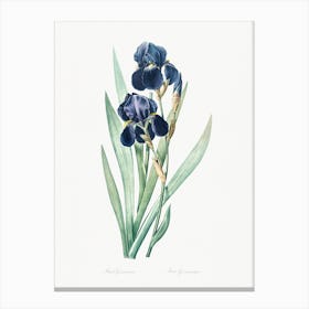 German Iris Illustration From Les Liliacées, Pierre Joseph Redouté Canvas Print