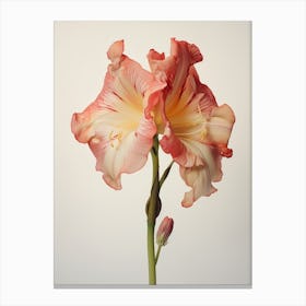 Pressed Flower Botanical Art Amaryllis 4 Canvas Print