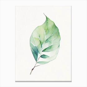 Wintergreen Leaf Minimalist Watercolour 1 Canvas Print