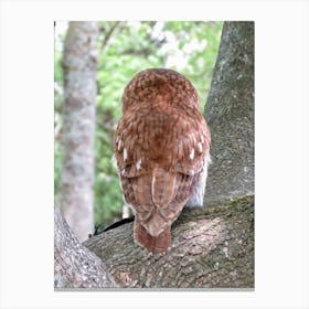 Owl In Tree Rear View Backside Countryside  Canvas Print
