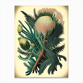 Pincushion Hakea Fern Vintage Botanical Poster Canvas Print