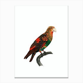Vintage Brown Necked Parrot Bird Illustration on Pure White n.0001 Canvas Print