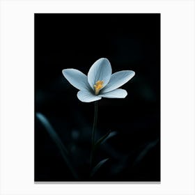 Crocus Flower 1 Canvas Print