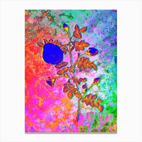 Silver Flowered Hispid Rose Botanical in Acid Neon Pink Green and Blue Canvas Print
