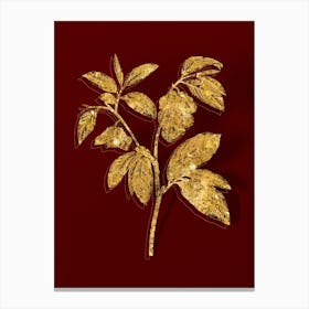 Vintage Papaw Tree Branch Botanical in Gold on Red Canvas Print