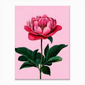 Peony 1 Canvas Print