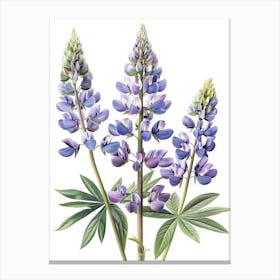 Lupine 1 Canvas Print