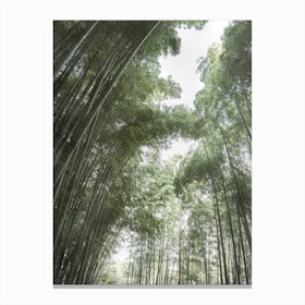 Bamboo Forest I Canvas Print