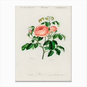 Cabbage Rose (Rosa Centifilia), Charles Dessalines D'Orbigny Canvas Print