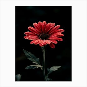 Red Daisy 3 Canvas Print