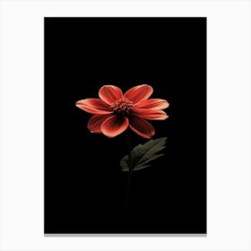 Single Red Dahlia Flower Canvas Print