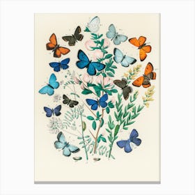 Butterflies On A Branch Canvas Print