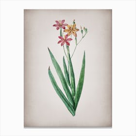 Vintage Blackberry Lily Botanical on Parchment Canvas Print
