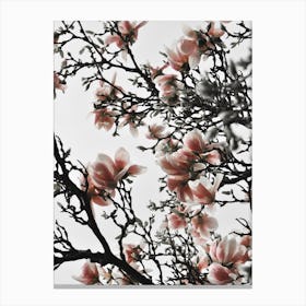 Beautiful Blush Magnolia Canvas Print