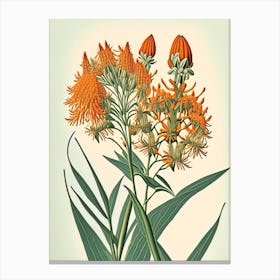 Butterfly Weed Wildflower Vintage Botanical 2 Canvas Print