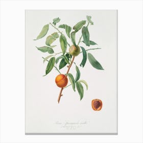 Peach (Amygdalus Persica Iulodermis) From Pomona Italiana (1817 1839), Giorgio Gallesio Canvas Print