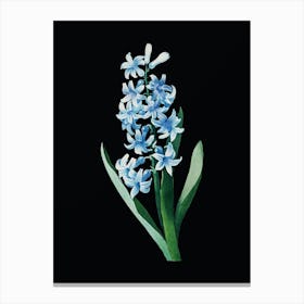 Vintage Dutch Hyacinth Botanical Illustration on Solid Black n.0966 Canvas Print