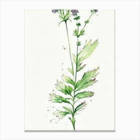 Spikenard Herb Minimalist Watercolour 1 Canvas Print