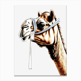 Camel 2 Canvas Print