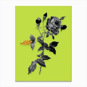 Vintage Provence Rose Black and White Gold Leaf Floral Art on Chartreuse n.0280 Canvas Print