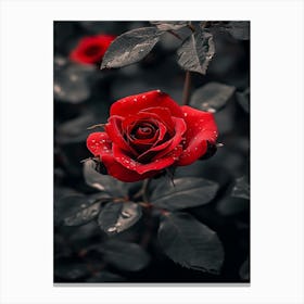 Dark Rose 76 Canvas Print