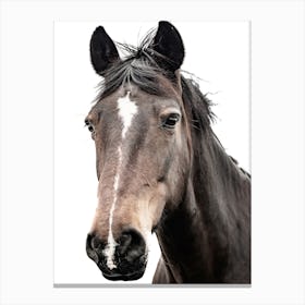 Horse Head Portrait Canvas Print