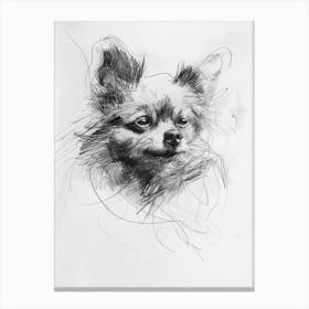 Pomeranian Dog Charcoal Line 3 Canvas Print