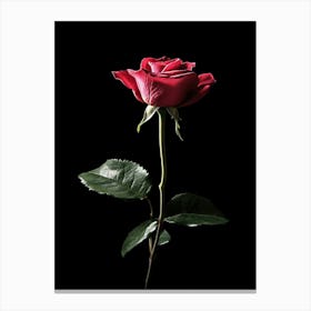 Single Red Rose On Black Background 23 Canvas Print